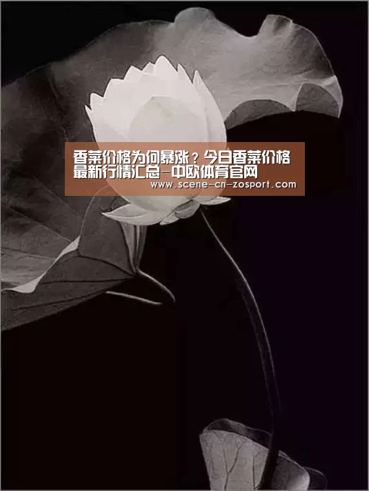 香菜价格为何暴涨?今日香菜价格最新行情汇总-中欧体育官网(图4) zoty体育