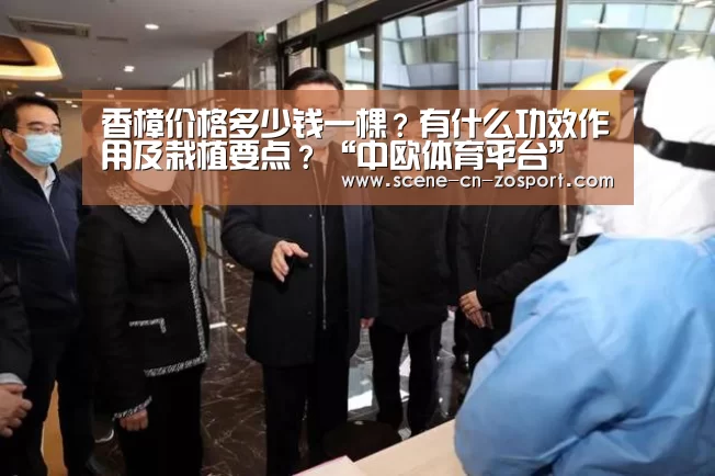 香樟价格多少钱一棵?有什么功效作用及栽植要点?“中欧体育平台”(图1) 中欧体育平台